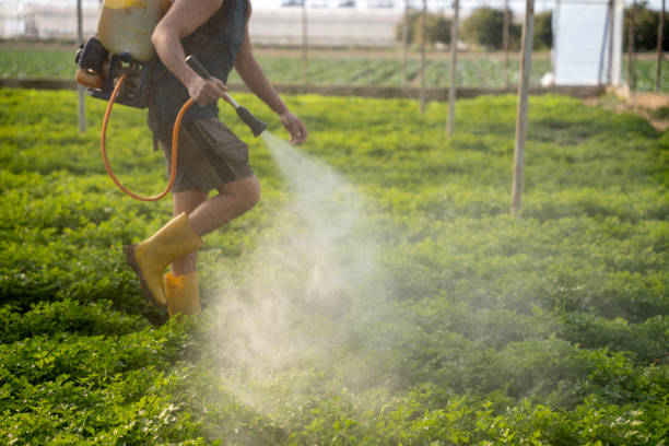 Best Pest Control Treatment  in Earlimart, CA