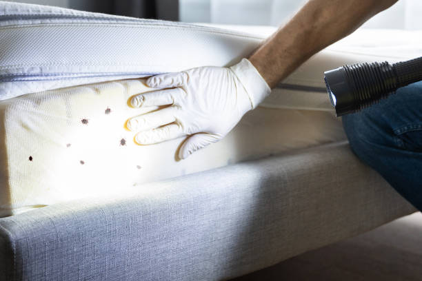 Best Pest Inspection Near Me  in Earlimart, CA