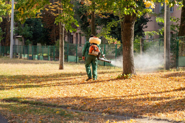 Best Termite Control Services  in Earlimart, CA
