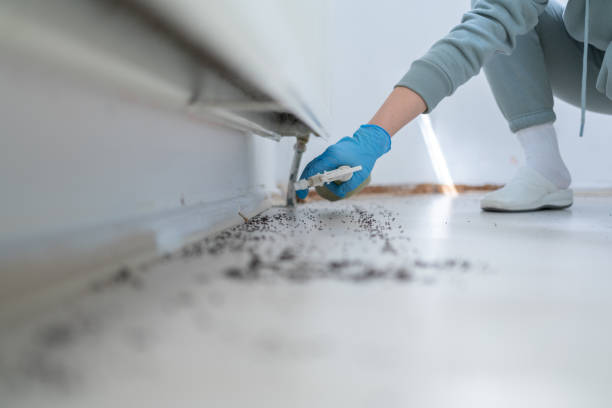 Trusted Earlimart, CA Pest Control Experts